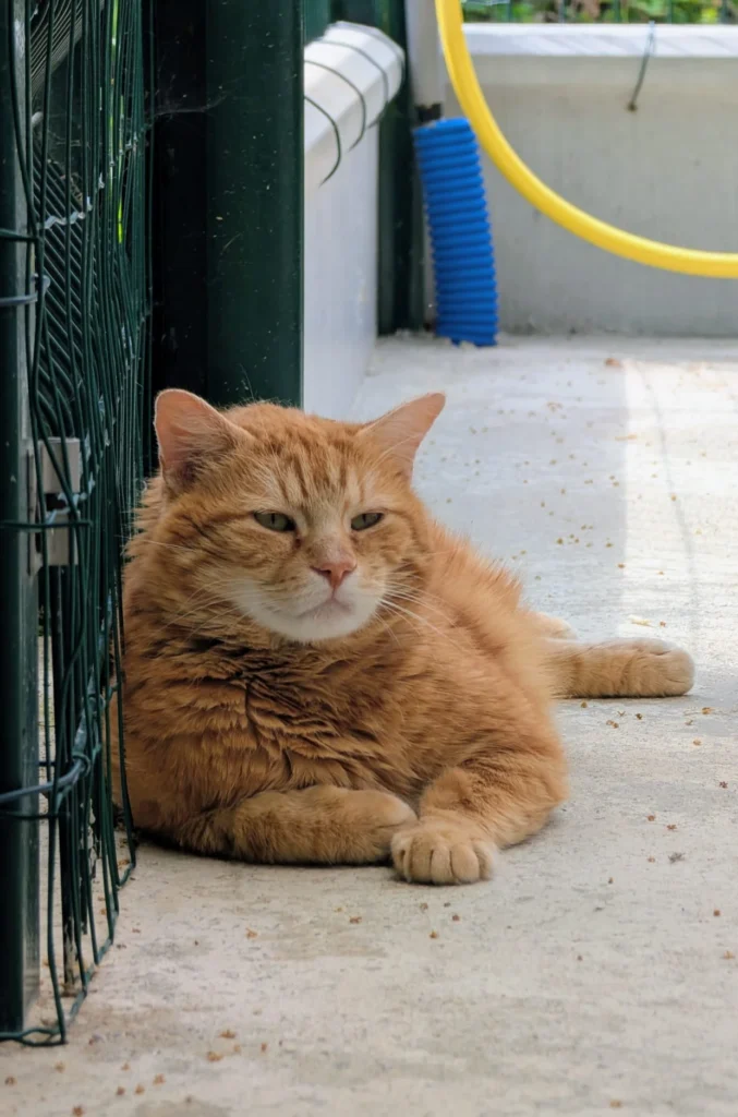 garfield